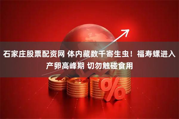 石家庄股票配资网 体内藏数千寄生虫！福寿螺进入产卵高峰期 切勿触碰食用
